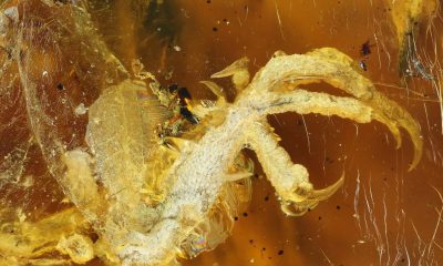Researchers, Discovered, Baby bird, 99 million-year-old, Trapped, Amber, Myanmar, Ancient
