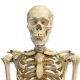 Ivory skeleton, Travancore king, Human anatomy, Western treatment, Anatomy, Osteology, Science and Technology news, Health news