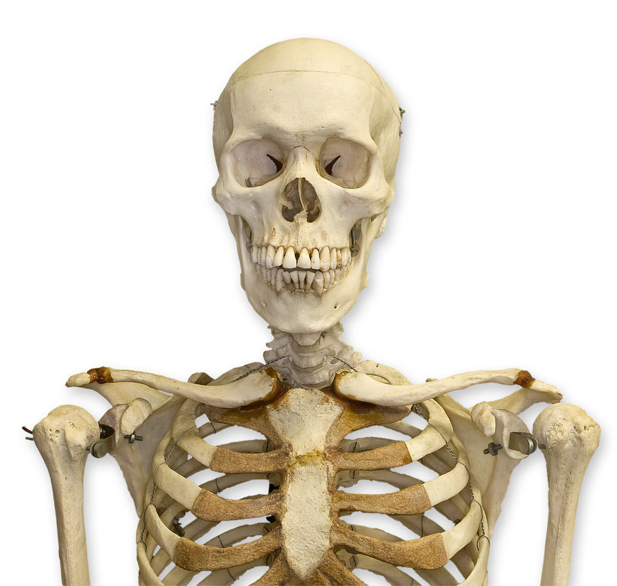 Ivory skeleton, Travancore king, Human anatomy, Western treatment, Anatomy, Osteology, Science and Technology news, Health news