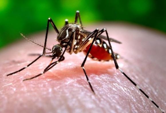894 dengue cases in New Delhi over last week