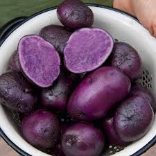 Purple potatoes may slash risk of colon cancer