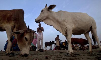 Hindus, Muslims, Communal riots, Cow slaughter, Moharram, Uttar Pradesh, Regional news, Crime news