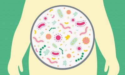 Good gut bacteria useful in making cancer immunotherapies work better