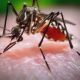 Zika vaccine shows promise in early human trial