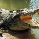 Vegetarian crocodile, Babiya, Ananthapura Lake Temple, Kerala, Regional news