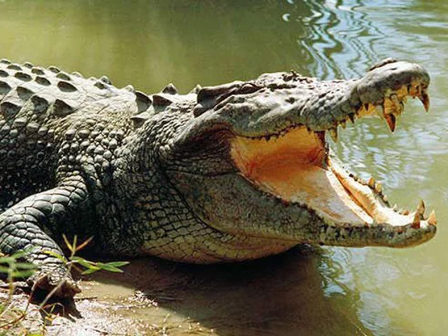 Vegetarian crocodile, Babiya, Ananthapura Lake Temple, Kerala, Regional news