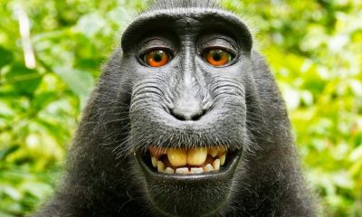 Indonesian Monkey, Selfie of Indonesian Monkey, Naruto, Black Monkey, Person of The Year award, Copyright act, PETA, Off beat news, World news, Weird news