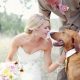Woman ends married life, Woman marry dog, Woman gets married to dog, Wilhelmina Morgan Callaghan, Wedding anniversary, Marriage anniversary, Weird news, Offbeat news