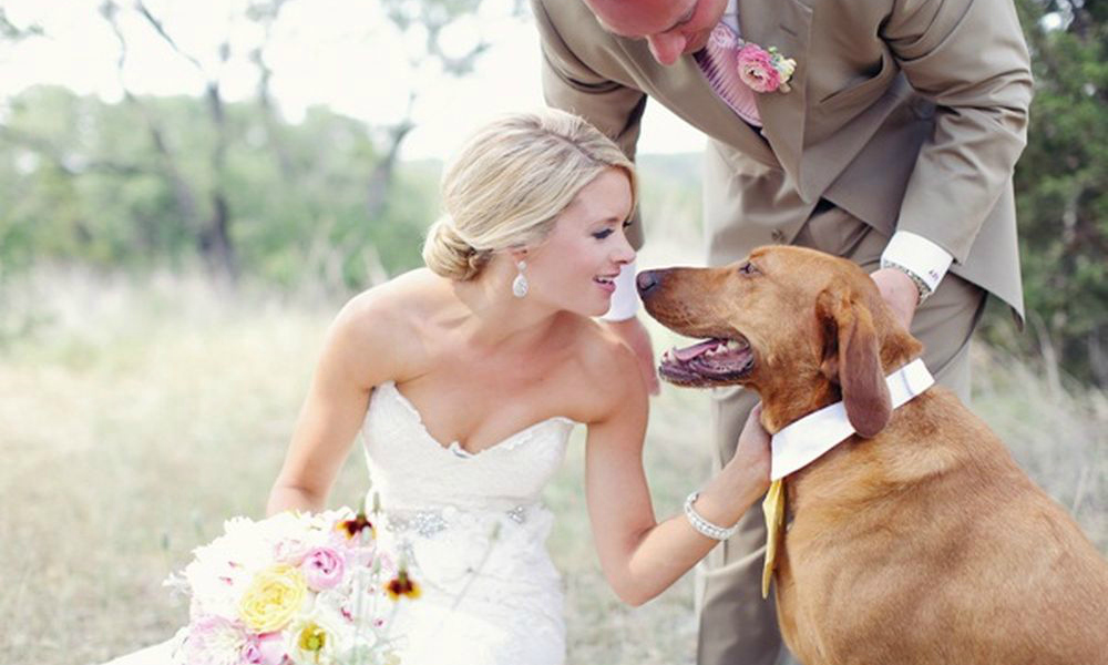 Woman ends married life, Woman marry dog, Woman gets married to dog, Wilhelmina Morgan Callaghan, Wedding anniversary, Marriage anniversary, Weird news, Offbeat news