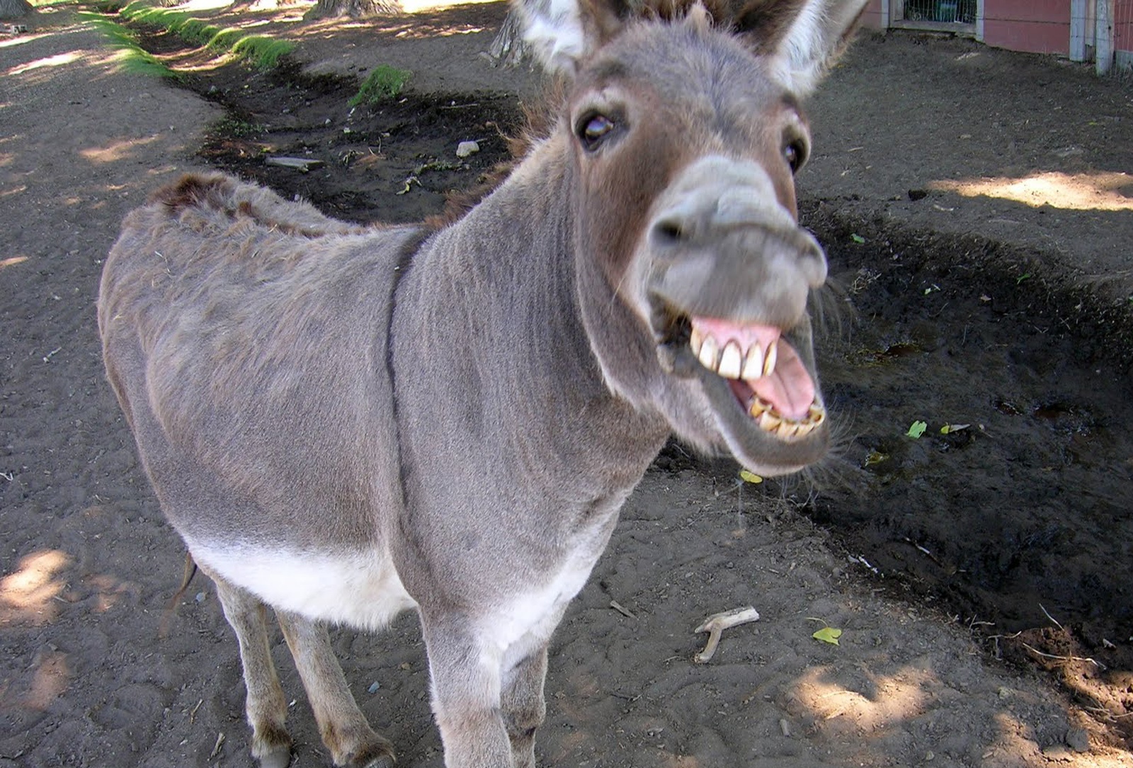 OMG: Admit Card issued to donkey in Kashmir valley!