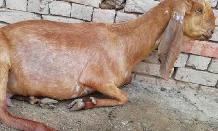 Pregnant goat, Goat gang-raped by eight men, seven-year-old pregnant goat, Haryana, Regional news, Weird news, Offbeat news