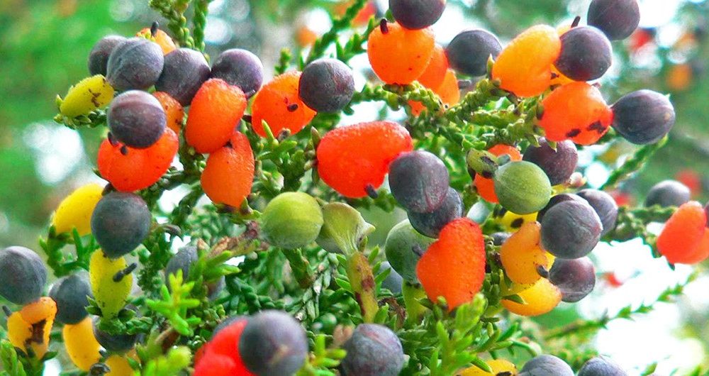 Fruit salad Tree, Different kind of Trees, Fruit Trees, Vegetable trees, Vegetable Salad, Fruit salads, Weird news, Offbeat news