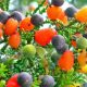 Fruit salad Tree, Different kind of Trees, Fruit Trees, Vegetable trees, Vegetable Salad, Fruit salads, Weird news, Offbeat news