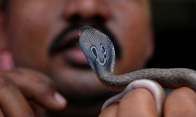 Provoked by villagers man eat snake, A 40-year-old drunk man dies after eating alive snake, Heavily drunk man ate live snake, Amroha, Lucknow, Uttar Pradesh news, Regional news, Weird news