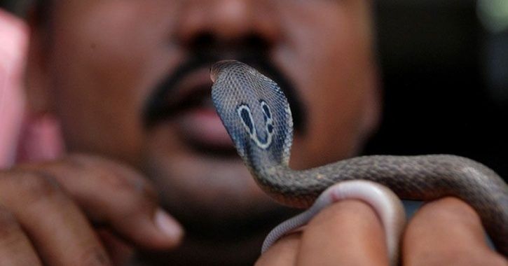 Provoked by villagers man eat snake, A 40-year-old drunk man dies after eating alive snake, Heavily drunk man ate live snake, Amroha, Lucknow, Uttar Pradesh news, Regional news, Weird news