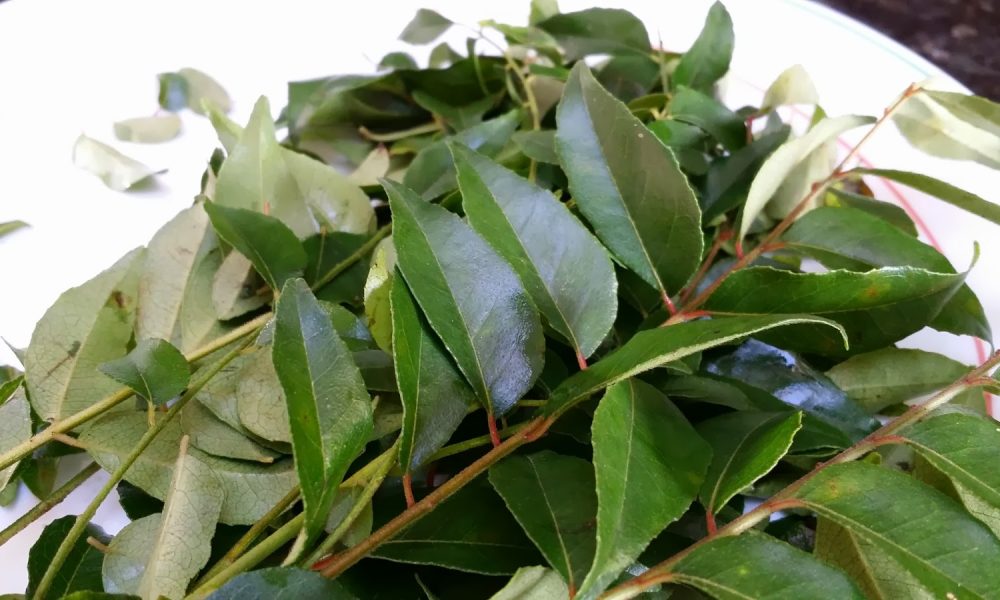 Curry Leaf, Curry Leaves, Meetha Neem, White Hairs, Black hairs, Coconut Oil, Olive Oil, Lifestyle news, Health news
