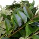 Curry Leaf, Curry Leaves, Meetha Neem, White Hairs, Black hairs, Coconut Oil, Olive Oil, Lifestyle news, Health news