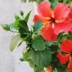 Gudhal, Flower, Gudhal flower, Hibiscus flower, Gudhal benefits, Nutritions of gudhal, Hibiscus Tea, Health news, Lifestyle news, Offbeat news