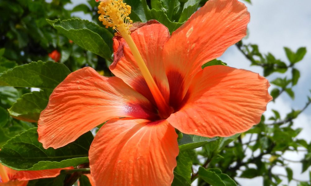 Gudhal, Flower, Gudhal flower, Hibiscus flower, Gudhal benefits, Nutritions of gudhal, Hibiscus Tea, Health news, Lifestyle news, Offbeat news