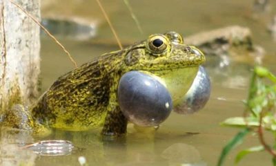 Frog skin, Bacteria, Fungal infections, Humans, Health news, Lifestyle news