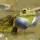 Frog skin, Bacteria, Fungal infections, Humans, Health news, Lifestyle news
