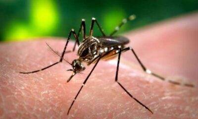 Dengue in lucknow