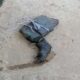 Rat postmortem done in Badaun