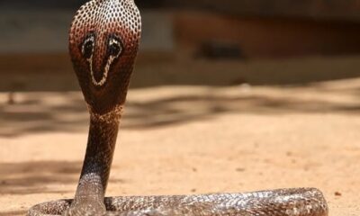 cobra snake in bed