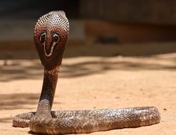 cobra snake in bed