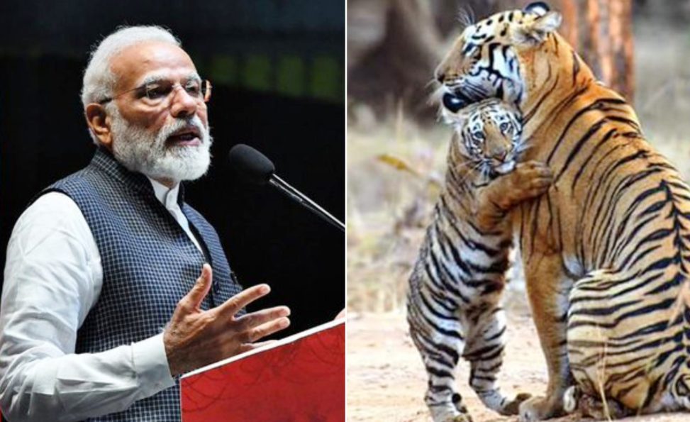 India saved the tiger says PM Modi
