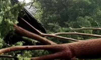 Tree fell on tin shed in Akola
