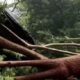 Tree fell on tin shed in Akola
