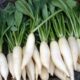 benefits of eating radish daily in summer