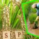 Modi government big gift to farmers, increase in MSP of many crops including paddy