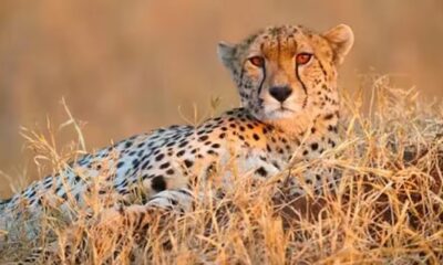 Another cheetah died in Kuno National Park in MP