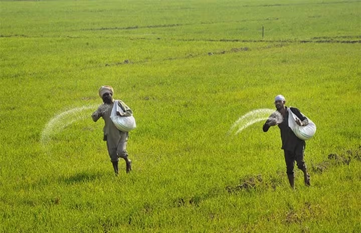 Central Government Cabinet Decision Fertilizer subsidy