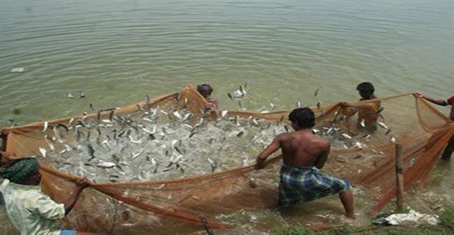 सीएम की मॉनिटरिंग का दिखा असर, अंतरदेशीय मछली पालन में यूपी अव्वल - Aaj Ki  Khabar